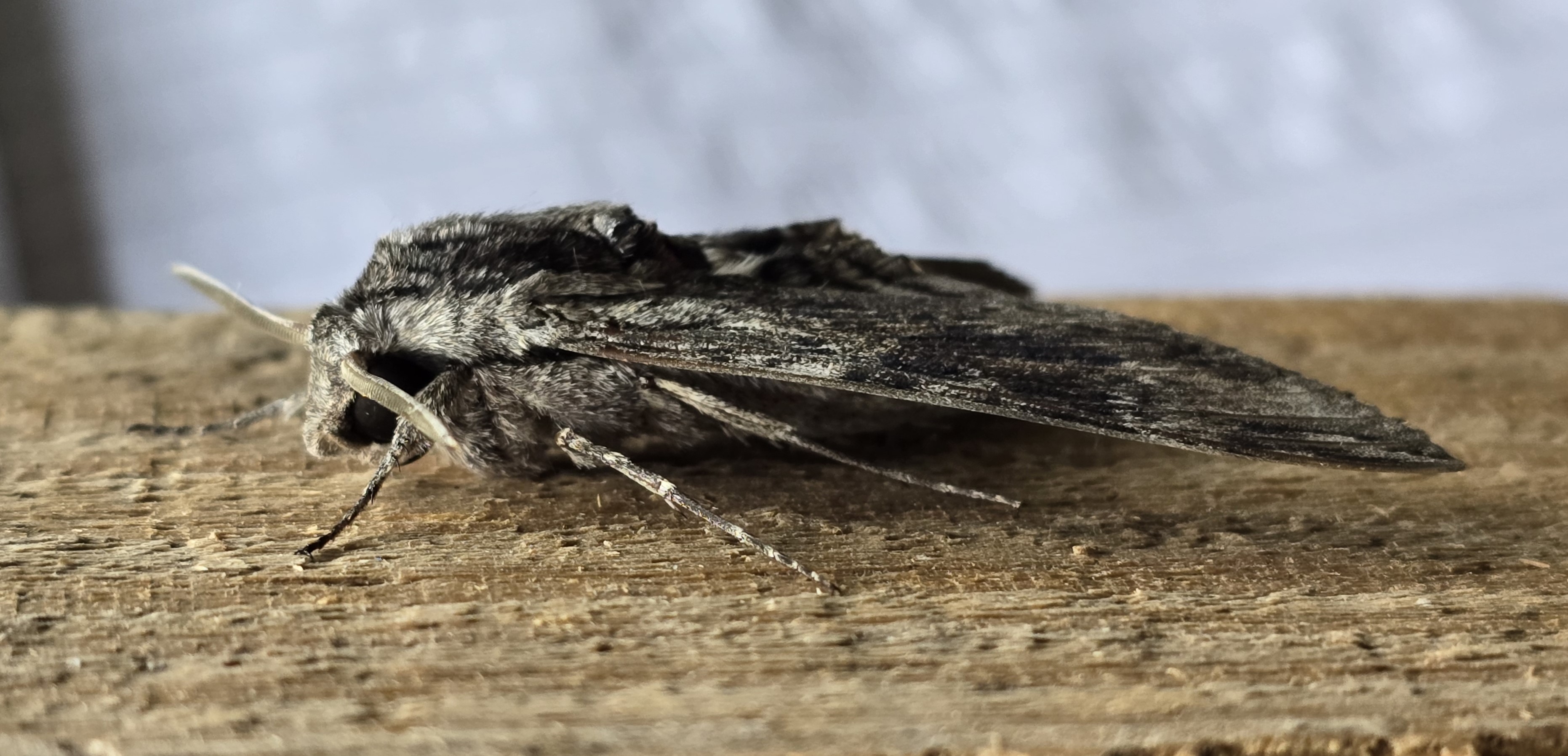 Photo of Convolvulus Hawk-moth (Agrius convolvuli)
